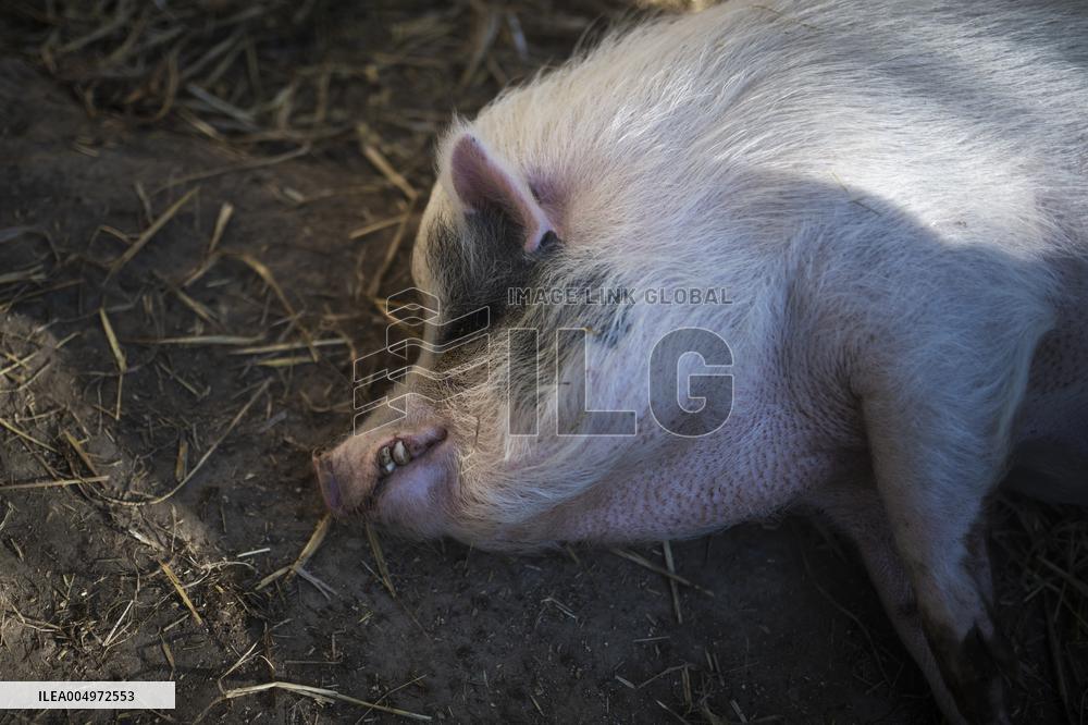 Catalonia Declares State of Emergency Due to African Swine Fever - Spain