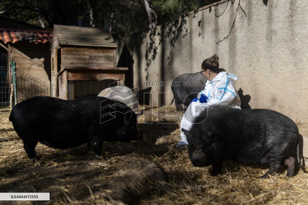 Catalonia Declares State of Emergency Due to African Swine Fever - Spain