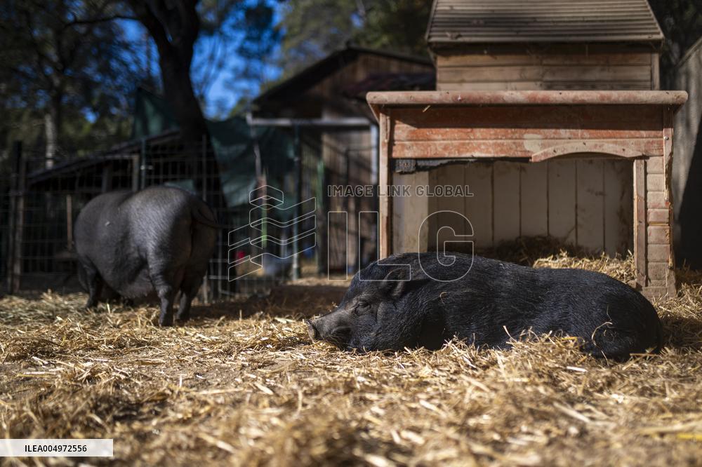 Catalonia Declares State of Emergency Due to African Swine Fever - Spain