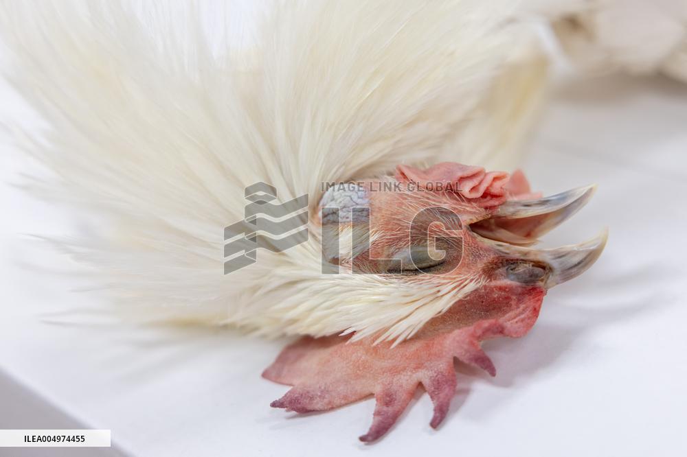 Christmas press visit to the Rungis International Market