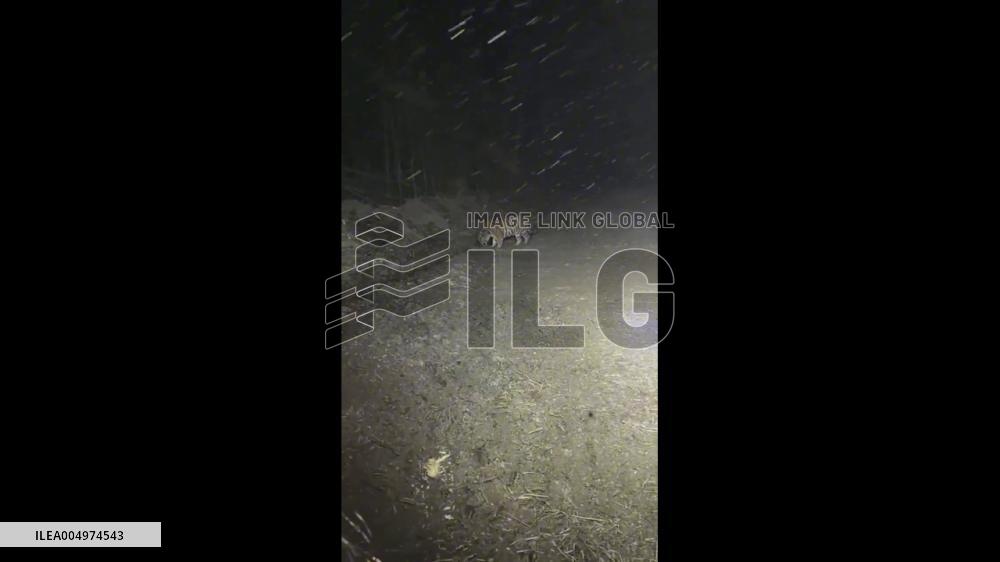 China: Construction Worker Encounters Wild Siberian Tiger in Jilin