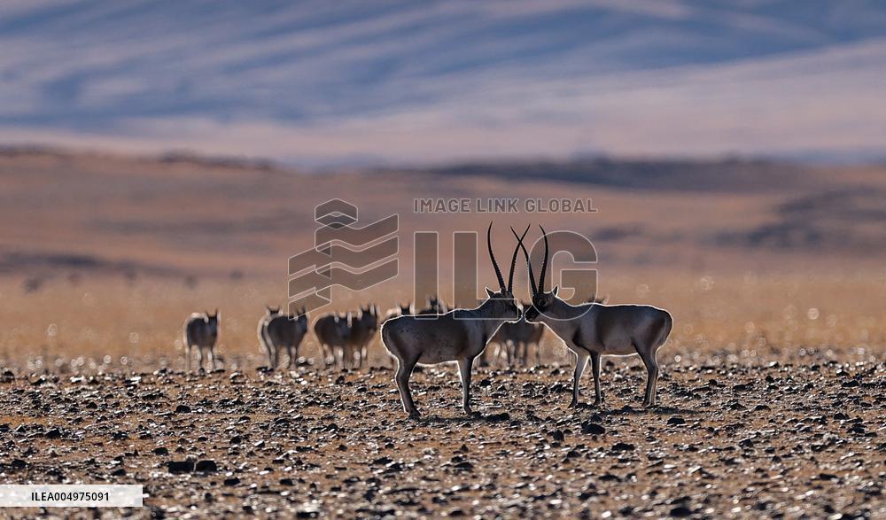Tibetan Antelopes at Changtang National Nature Reserve - China