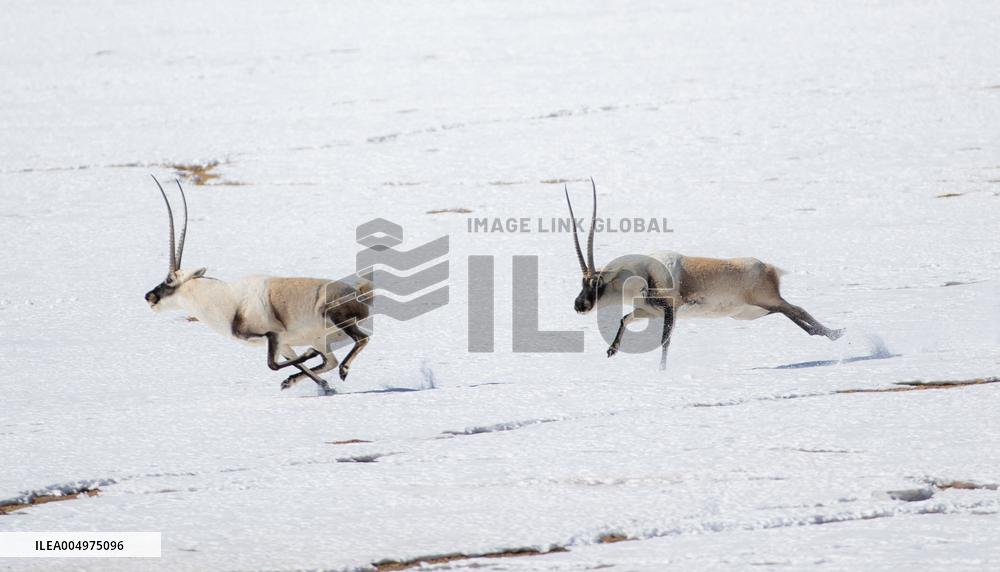 Tibetan Antelopes at Changtang National Nature Reserve - China
