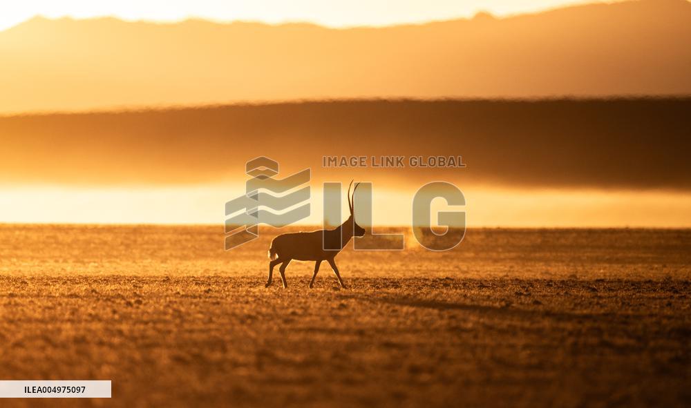 Tibetan Antelopes at Changtang National Nature Reserve - China