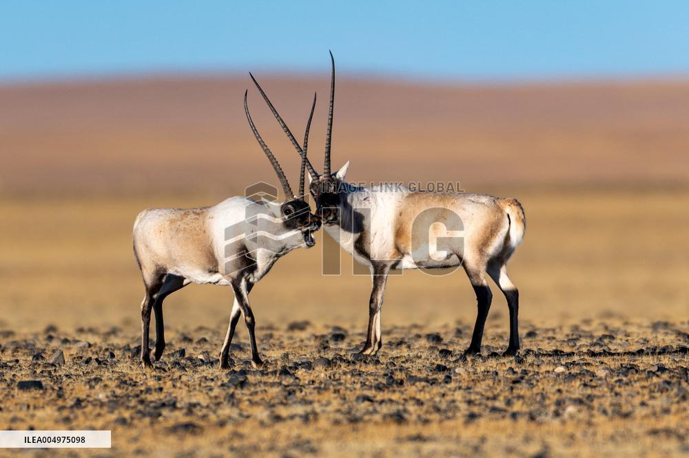 Tibetan Antelopes at Changtang National Nature Reserve - China