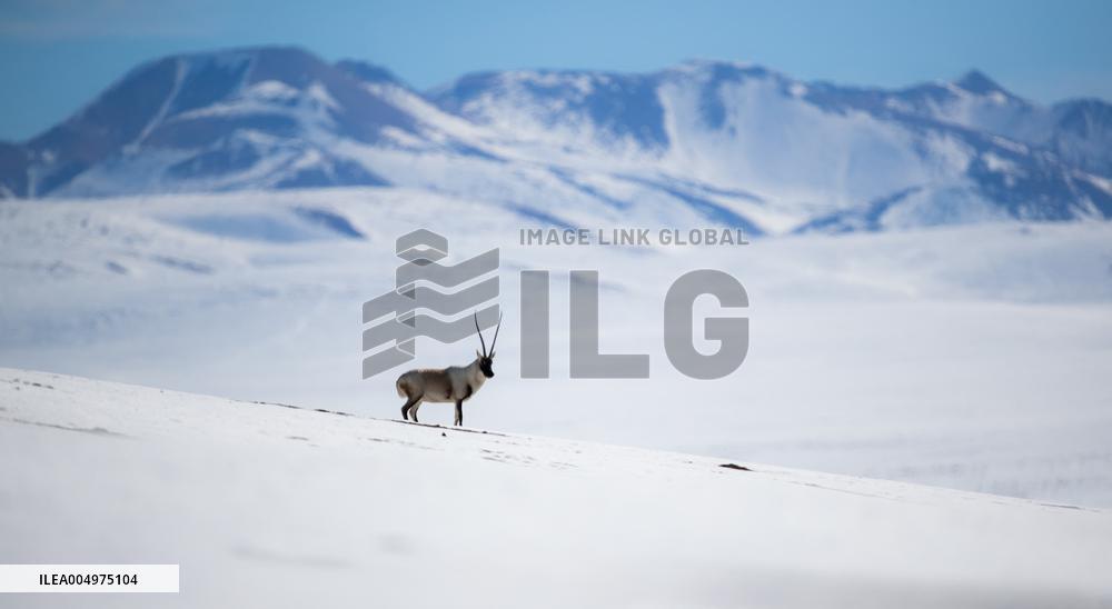 Tibetan Antelopes at Changtang National Nature Reserve - China