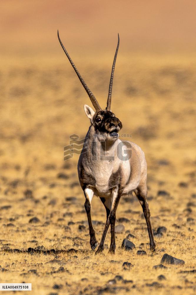Tibetan Antelopes at Changtang National Nature Reserve - China
