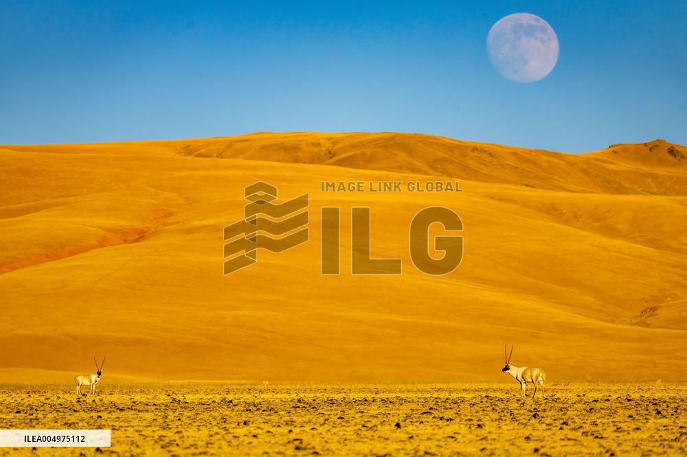 Tibetan Antelopes at Changtang National Nature Reserve - China