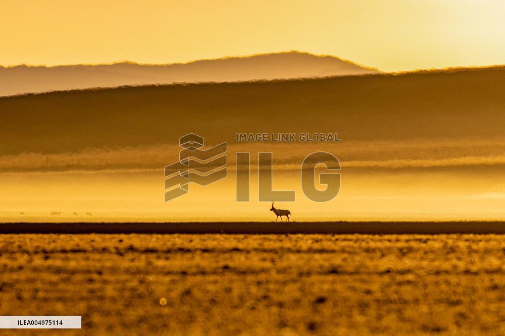 Tibetan Antelopes at Changtang National Nature Reserve - China