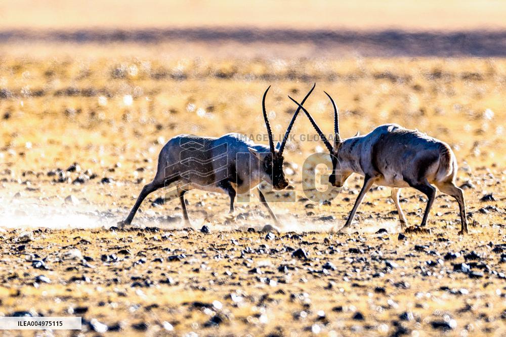 Tibetan Antelopes at Changtang National Nature Reserve - China