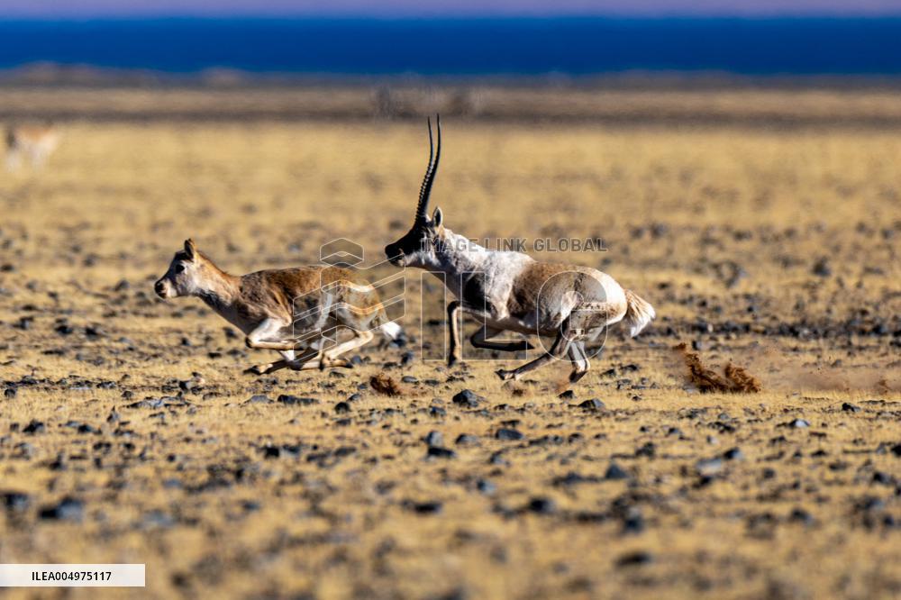 Tibetan Antelopes at Changtang National Nature Reserve - China