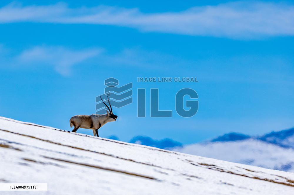 Tibetan Antelopes at Changtang National Nature Reserve - China