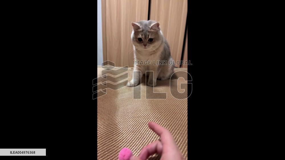 China: Kitten Intercepts Thrown Ball, Locking Eyes on Toy