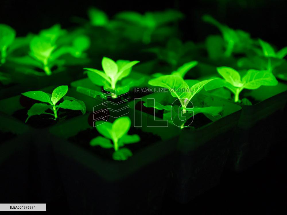 Self-Glimmering Plants Cultivated by Magicpen Bio - China