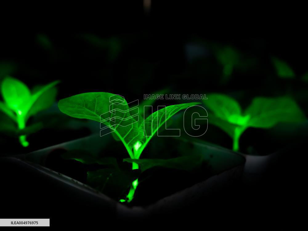 Self-Glimmering Plants Cultivated by Magicpen Bio - China