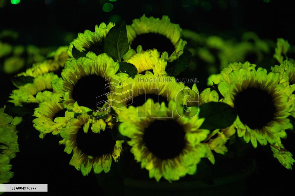 Self-Glimmering Plants Cultivated by Magicpen Bio - China