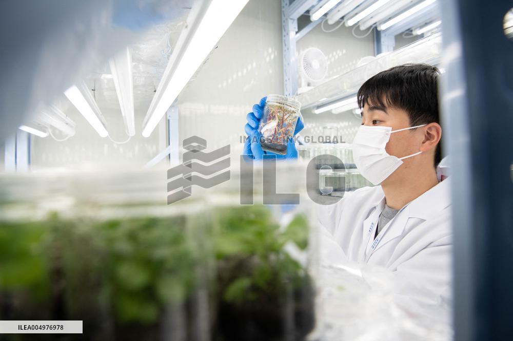 Self-Glimmering Plants Cultivated by Magicpen Bio - China