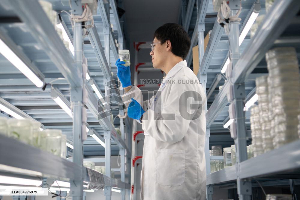 Self-Glimmering Plants Cultivated by Magicpen Bio - China