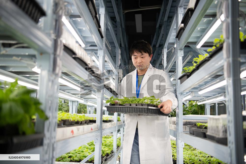 Self-Glimmering Plants Cultivated by Magicpen Bio - China