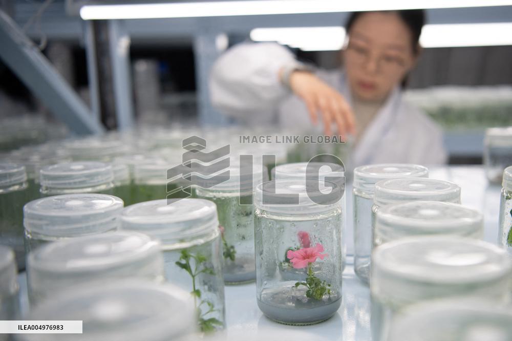 Self-Glimmering Plants Cultivated by Magicpen Bio - China
