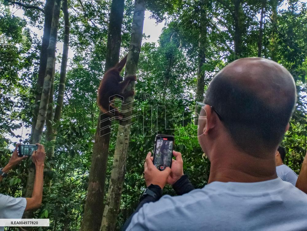 Rare Moment of An Orangutan Hanging From A Tree - Sumatra