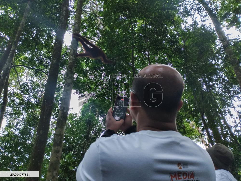 Rare Moment of An Orangutan Hanging From A Tree - Sumatra