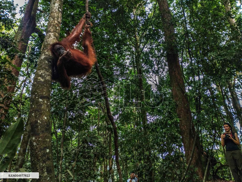 Rare Moment of An Orangutan Hanging From A Tree - Sumatra