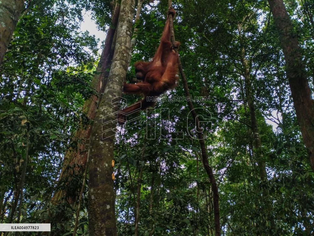 Rare Moment of An Orangutan Hanging From A Tree - Sumatra
