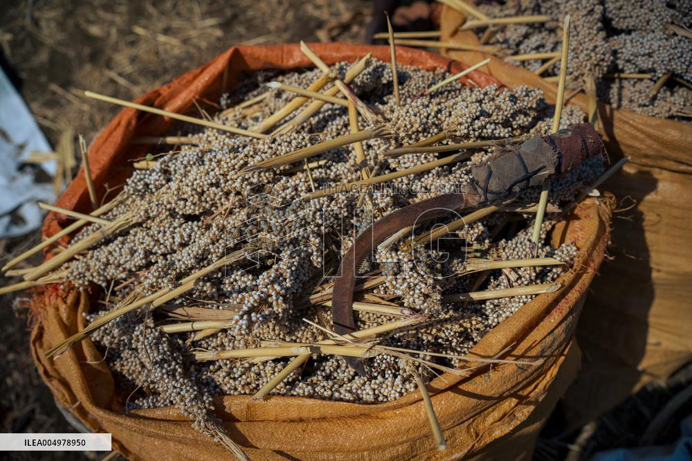 Sorghum Harvest In Kassala - Sudan