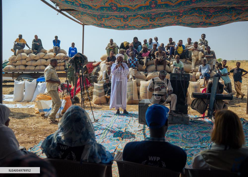 Sorghum Harvest In Kassala - Sudan
