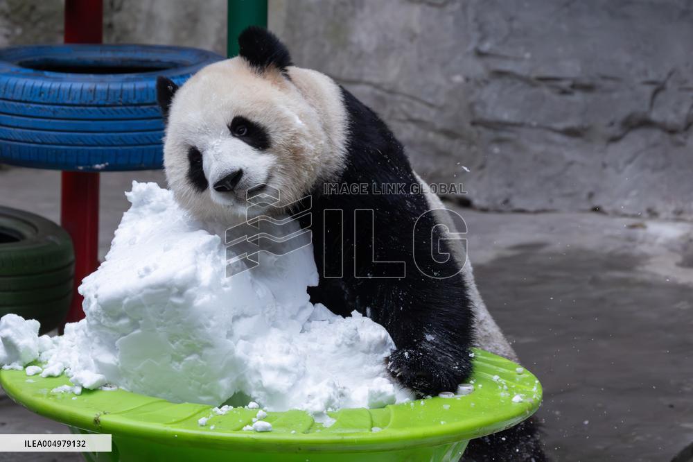 China Chongqing Zoo Giant Panda