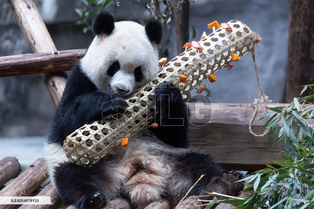 China Chongqing Zoo Giant Panda