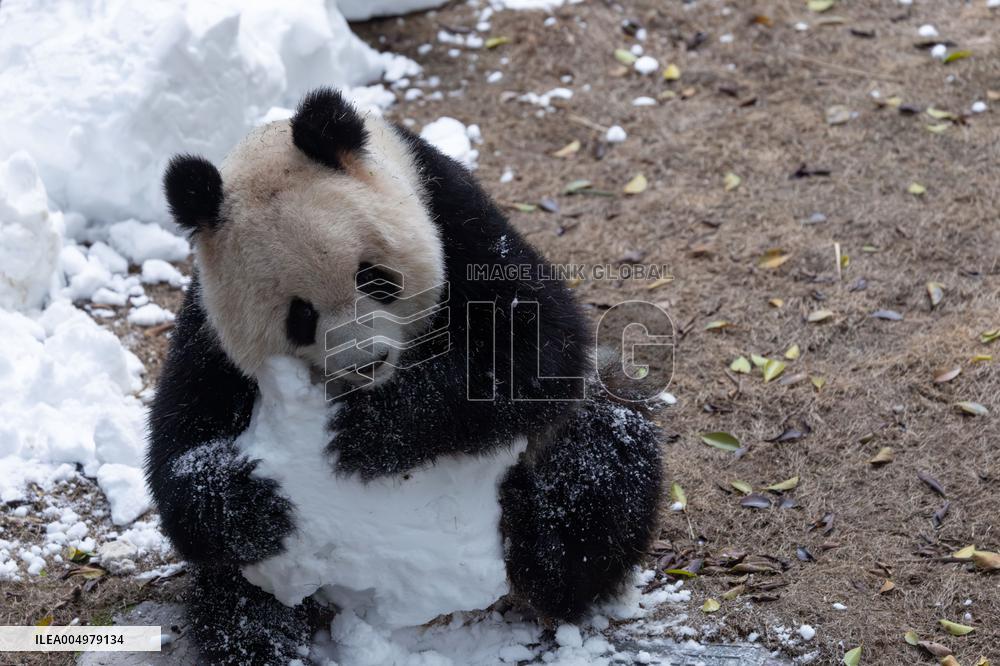 China Chongqing Zoo Giant Panda