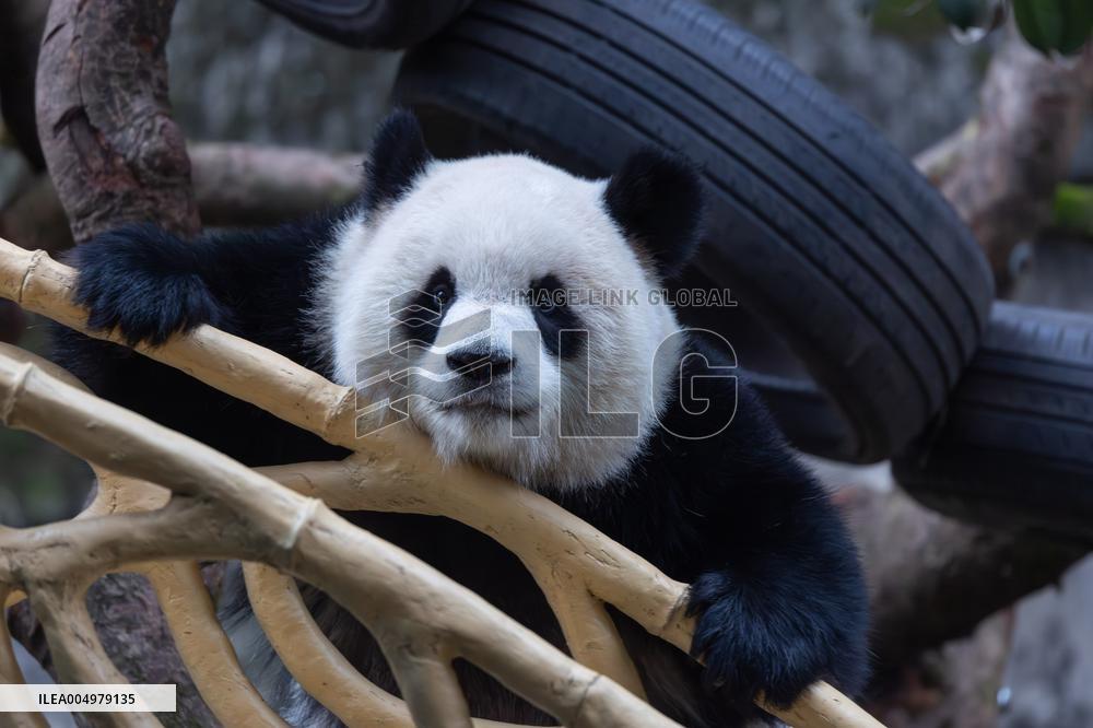 China Chongqing Zoo Giant Panda