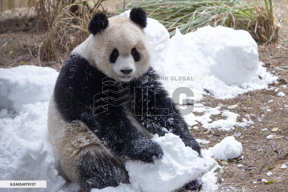 China Chongqing Zoo Giant Panda