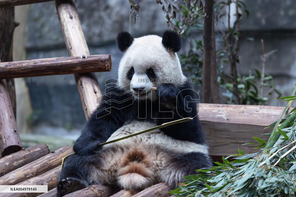 China Chongqing Zoo Giant Panda