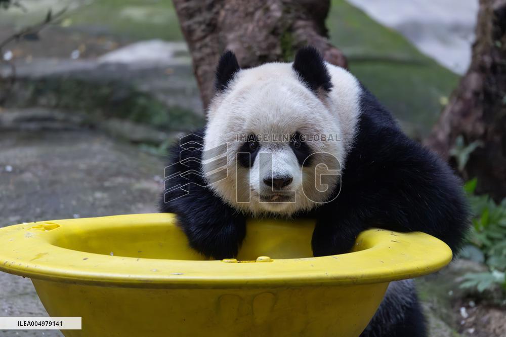China Chongqing Zoo Giant Panda