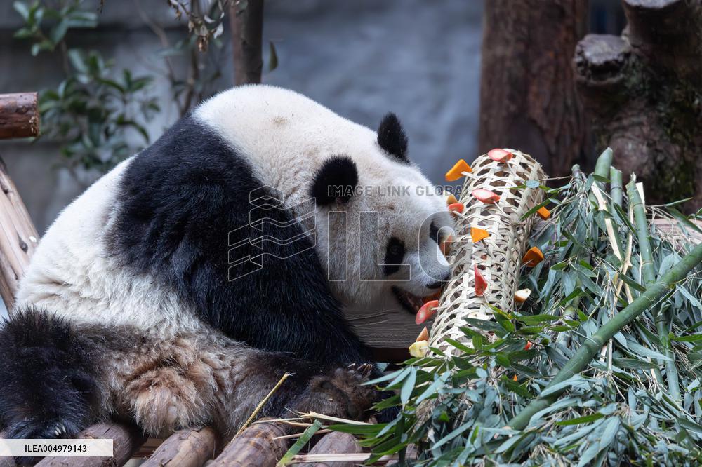 China Chongqing Zoo Giant Panda