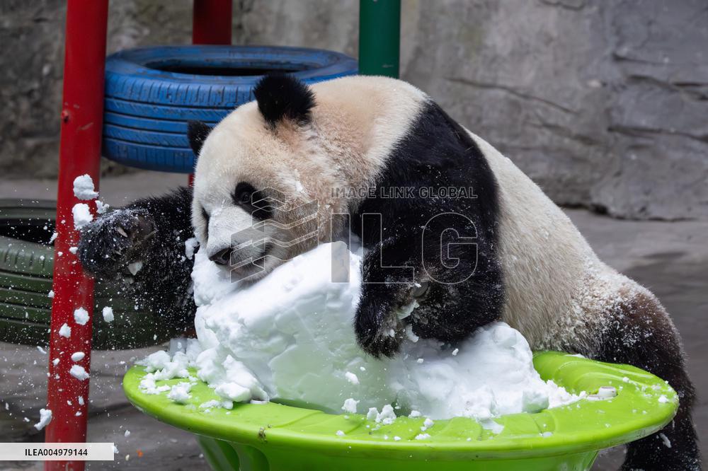 China Chongqing Zoo Giant Panda