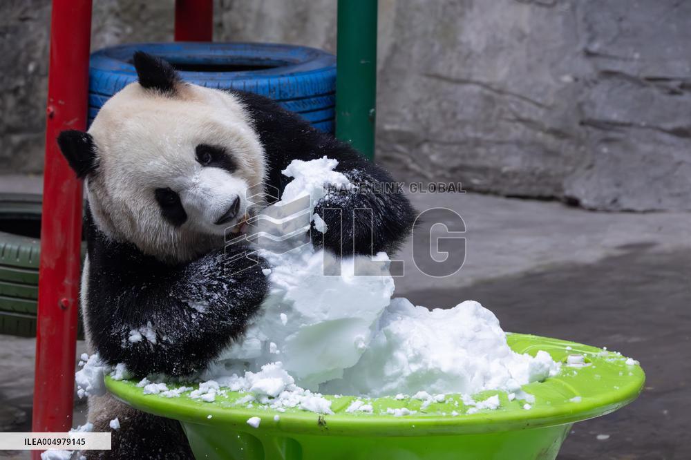China Chongqing Zoo Giant Panda