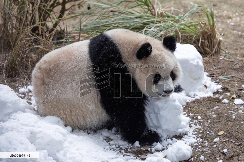 China Chongqing Zoo Giant Panda