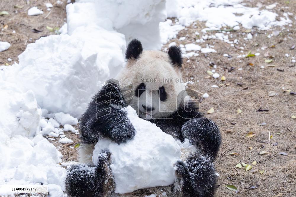 China Chongqing Zoo Giant Panda