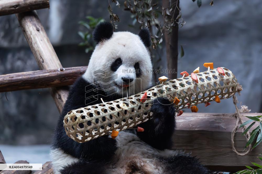 China Chongqing Zoo Giant Panda