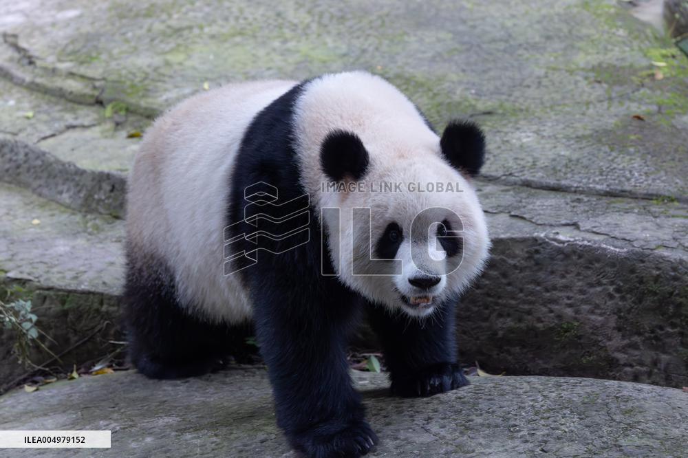 China Chongqing Zoo Giant Panda