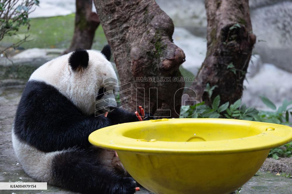 China Chongqing Zoo Giant Panda