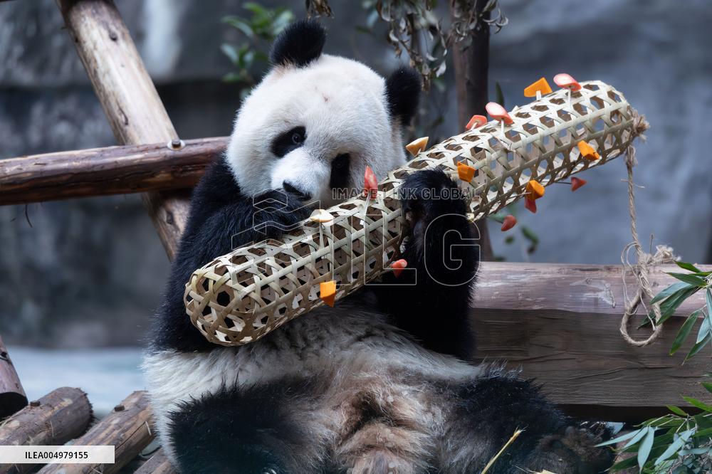 China Chongqing Zoo Giant Panda