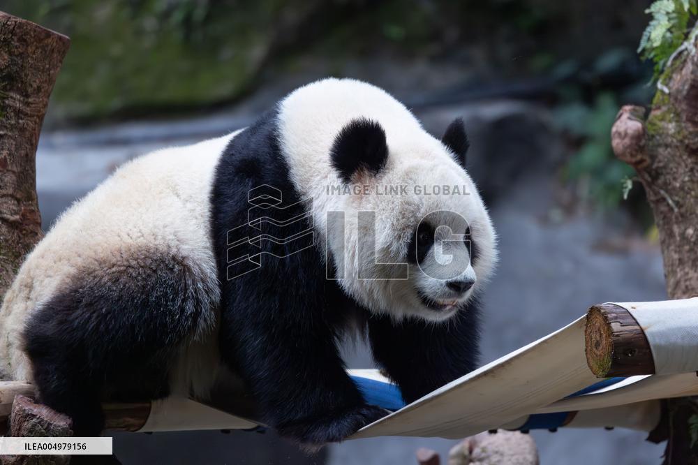 China Chongqing Zoo Giant Panda