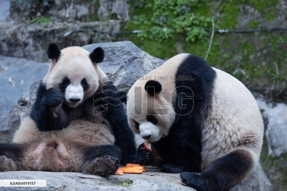 China Chongqing Zoo Giant Panda