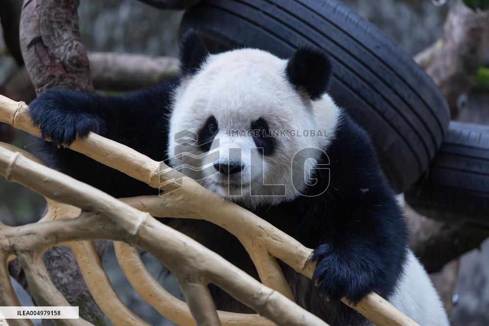 China Chongqing Zoo Giant Panda