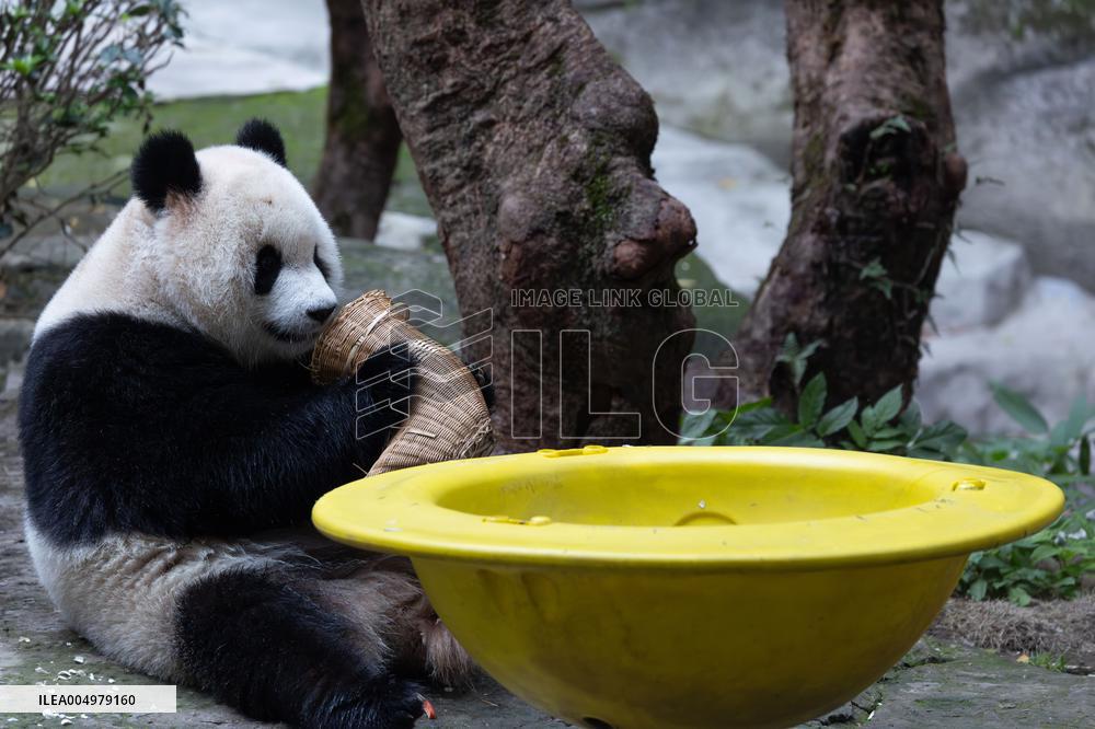 China Chongqing Zoo Giant Panda